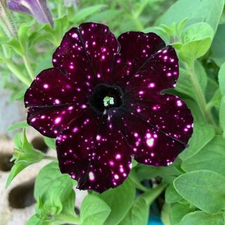 100 Burgundy Night Sky Petunia Flower Seeds Grows Rare Container Friendly