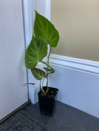 Rare Philodendron Verrucosum,  5 Leaves And 1 Leaf.