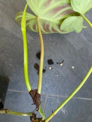 Rare Philodendron verrucosum,  5 leaves and 1 leaf. 2