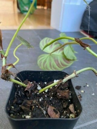 Rare Philodendron verrucosum,  5 leaves and 1 leaf. 3