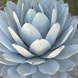 Agave Parryi Truncata Seeds Artichoke Agave Exotic And Rare