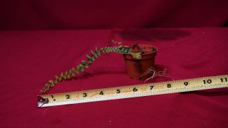 Marcgravia Species Mini Rare Terrarium Plant Peperomia Piper 3