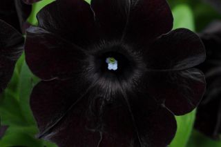 100 Black Magic Wave Petunia Flower Seeds Grows Rare Container Friendly