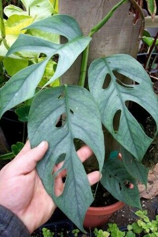 Epipremnum Pinnatum ‘cebu Blue’ Pothos - Rare Houseplant