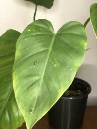 Rare Philodendron Giganteum Aroid Develops Huge Glossy Leaves Fast And Easy
