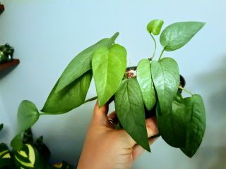 Epipremnum Pinnatum ‘cebu Blue’ Pothos 3 Inch Pot Rare Houseplant