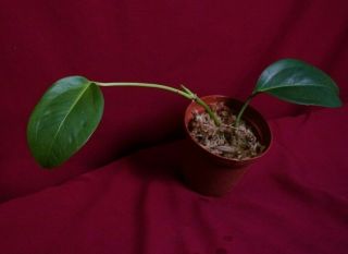 Anthurium Laciniosum Rare Aroid Plant Philodendron Monstera