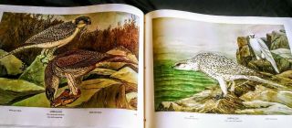 Rex Brasher ' s Birds & Trees of North America 4 Volume Set rare 3