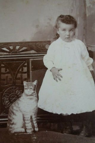 Antique Vintage Cabinet Card Child Little Girl with Cat Photo Unique Rare Cute 2