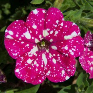 100 Pink Night Sky Petunia Flower Seeds Grows Rare Container Friendly