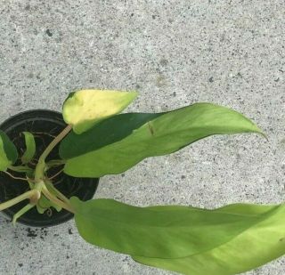 Thai Sunrise Golden Goddess Philodendron - Rooted Variegated Rare Houseplant