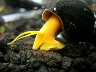 Rare Golden Rabbit Snail For Aquariums Ponds Water Gardens Algae 2
