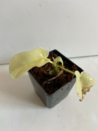 Rare Philodendron Florida Ghost Extremely White Aroid