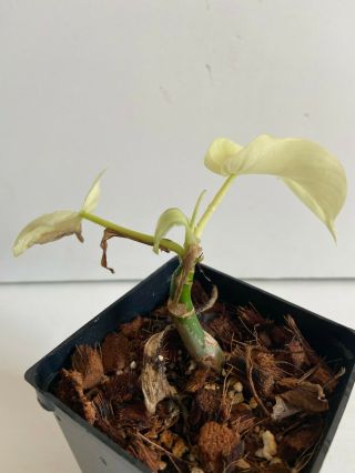 Rare Philodendron Florida Ghost Extremely White Aroid 2