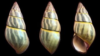Tree Snail Amphidromus Species (colors,  Rare,  Big Size)