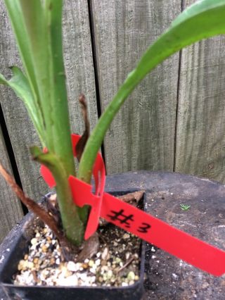 Rare Cliff Ensete Superbum Banana Fully Rooted (4) Potted Plants Rarely Offered 3