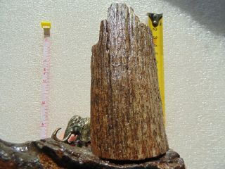 Rare Extinct Fossil Woolly Mammoth Partial Tooth Grater Is Very Dense.