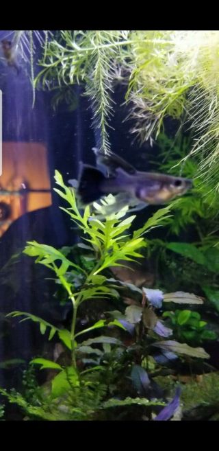 Rare Guppies Ribbon Fin Blue Moscows.  Usa Huge Dumbo 6 Pack 1 Month Old.