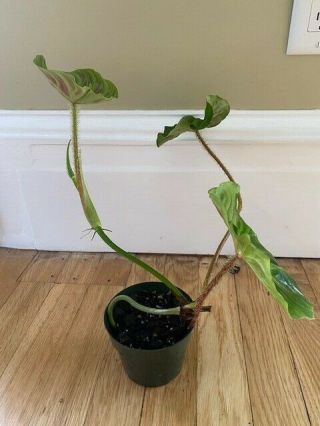 Rare Philodendron Verrucosum.  13 Inches Tall 3 Leaves And 1 Leaf.