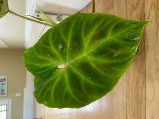RARE Philodendron verrucosum.  13 inches tall 3 leaves and 1 leaf. 2