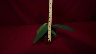 Anthurium Ceronii Rare Aroid Plant Terrarium Philodendron Monstera 3