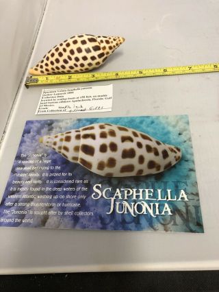 Rare Beauty Scaphella Junonia With Data Report 5 - 4 1/2 Inches Long