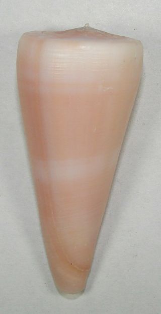 Conus Kintoki 55.  64mm Choice Rare Pink Specimen Bohol,  Philippines