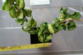 Variegated Hoya Compacta Hindu Rope,  Rooted Live Plant Rare In 2.  5 " Pot