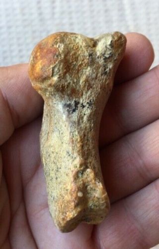 Ultra Rare Fossil Zarhinocetus Humerus Miocene Shark Tooth Hill