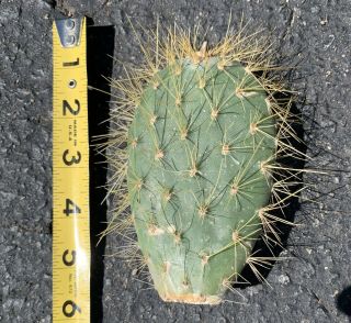 Opuntia Megasperma Var.  Orientalis Extremely Rare Galapagos Endemic Tree Cactus