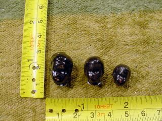 3 X Excavated Painted Vintage Victorian Doll Head Kister Age 1860 German A 10980