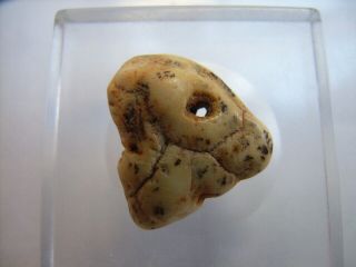 1 Ancient Neolithic White Amber Bear Head Amulet,  Stone Age,  Very Rare Top
