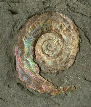 Incredible Rare Iridescent Ammonite Psiloceras 200 Million Years Jurassic U.  K.