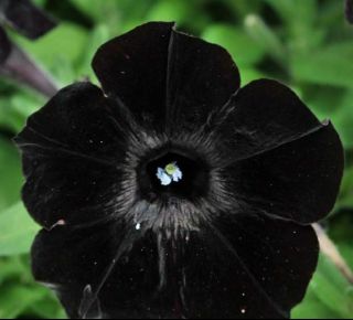 100 Black Satin Wave Petunia Flower Seeds Grows Rare Container Friendly