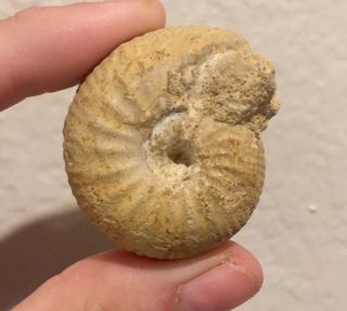 Rare France Fossil Ammonite Chordroceras Qurvillei Jurassic Ammonite