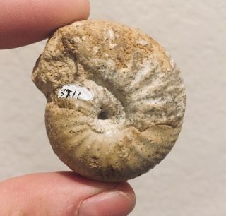 RARE France Fossil Ammonite Chordroceras qurvillei Jurassic Ammonite 2