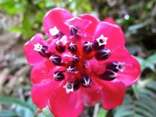 Cavendishia Nitens (ericaceae,  Blueberry) - Ultra Rare Ornamental Tropical Plant