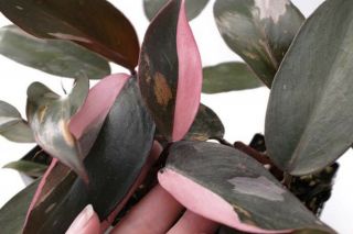 Rare — Variegated Philodendron Pink Princess— Aroid,  Anthurium,  Monstera