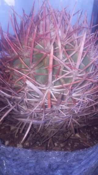 Echinocactus Polycephalus Rare Cotton Top Cactus - Grown From Seed - Mojave Barrel
