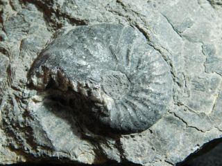 A Very Rare 100 Natural Triassic Era Ammonite Fossil From Nevada 384gr