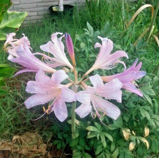 (3) Rare Belladonna (naked Lady) - Amaryllis Bulb Perennial Will Bloom In July