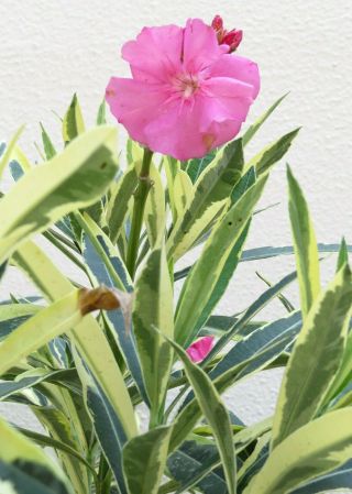 Nerium (oleander Variegated Pink) Rare