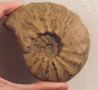 Rare Madagascar Fossil Ammonite Pseudoschloenbachia Cretaceous Fossil