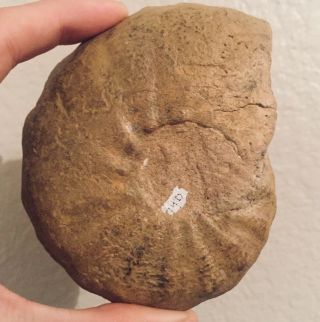 Rare Madagascar Fossil Ammonite Pseudoschloenbachia Cretaceous Fossil 2