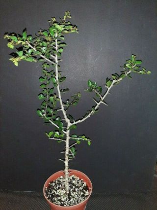 Commiphora Simplicifolia Rare Exotic Xerophyte Plant