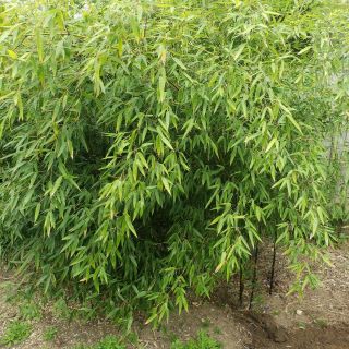 Rare Black Bamboo Cutting Plant Fence Privacy Boundary Plant