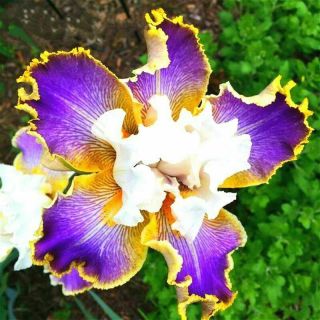 2 Dutch Bearded Iris Bulbs Perennial Resistant Hardy Flower Hardy Rare Plant Top
