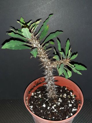 Euphorbia Didiereoides Very Rare Madagascar Exotic Succulent