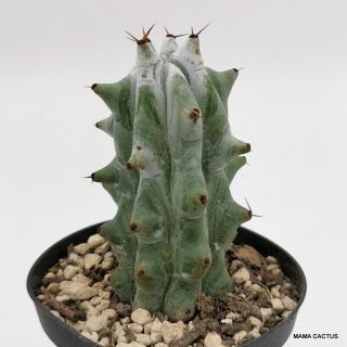 Stenocereus Beneckei Pot 10 Cm Mama Cactus