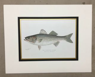 1900 Denton Striped Bass Fish Print Chromo Lithograph Old Antique Rare